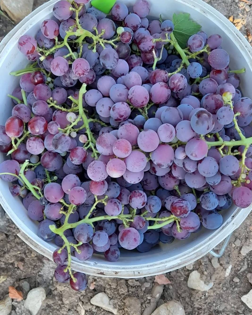 Mor Üzümün Antalya’daki Hikayesi Hangi İlçelerde Yetişir, Ne Zaman Yenir 4